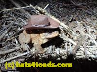 /home//u458753944/public_html/sourcegallery//Roxborough Toad Detour/2013-2019/2016/2016-03-31/P3310522.JPG